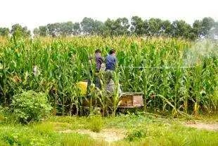 菊酯农药的杀虫原理