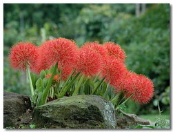 冬季花卉保暖，如何有效抵御严寒