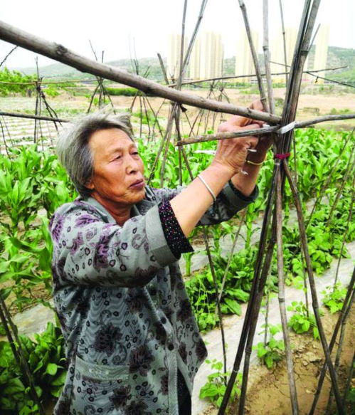 除草施肥， 一样重要