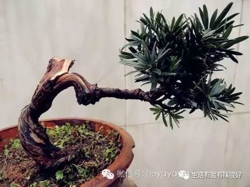 发财树根发芽，如何成功培植