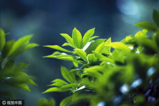 植物生长需要阳光，为什么阳光对它们如此重要
