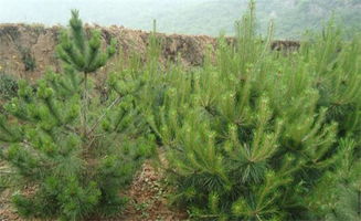 育苗， 就像养孩子