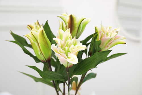 《宽恕之光：百合花的温柔力量》