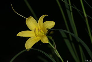 萱草开花的奥秘，你了解多少？