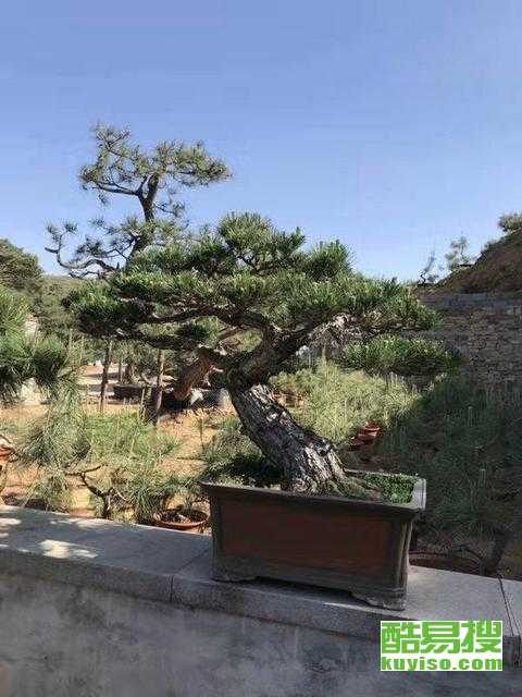 急需20公分黄连木树？产地直销