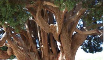 千年古树，见证历史变迁