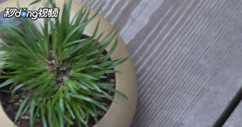 土养还是水养？这是个问题！