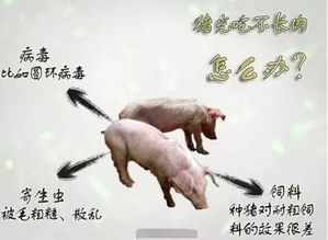 猪饲料添加剂的正确使用方法和常见用法用量有哪些？