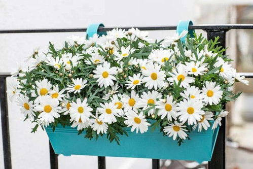 种花那些事儿，你真的了解吗？