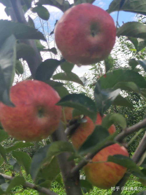 苹果成熟时间是什么时候？不同品种的成熟时间一样吗