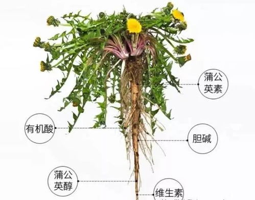 橡树叶的秘密配方：如何提升爆根率70%