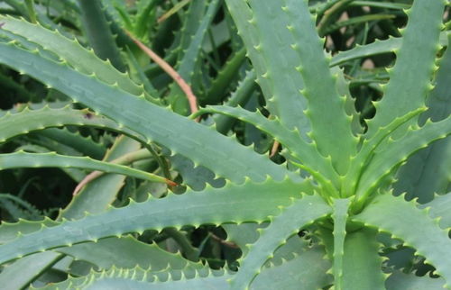 芦荟科植物的特点