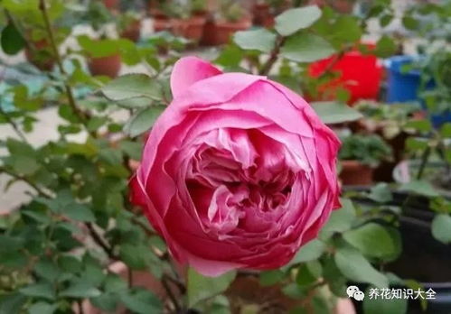 种植月季，这些注意事项你一定要知道！