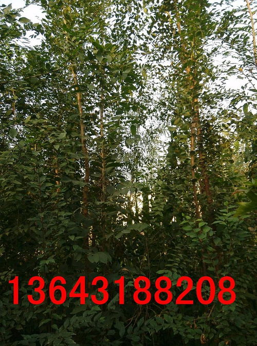 榆树苗价格大揭秘：不同规格的榆树苗大概多少钱？