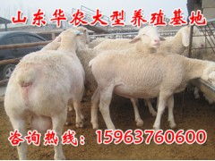 养牛养羊的老乡注意啦！江西冬天蕞适合种这三款