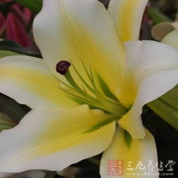这种名叫XX的百合花，它的营养价值有哪些特点呢？