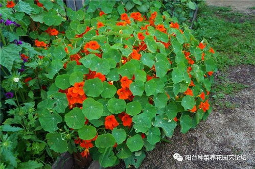 旱金莲种子种植第一步：浸泡