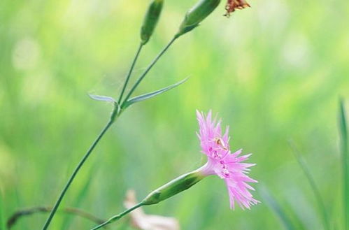 家庭养殖小贴士