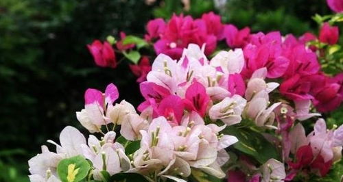 三四月的花朵盛宴，你准备好了吗这个？