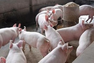 提升育肥猪出栏率，优化养殖管理策略