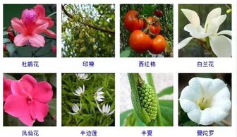 “养花”为何会吸引“蚊子”？