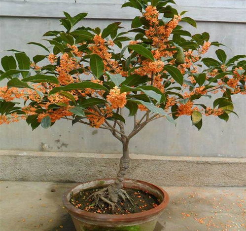 夏日桂花树养护秘籍，轻松养活！