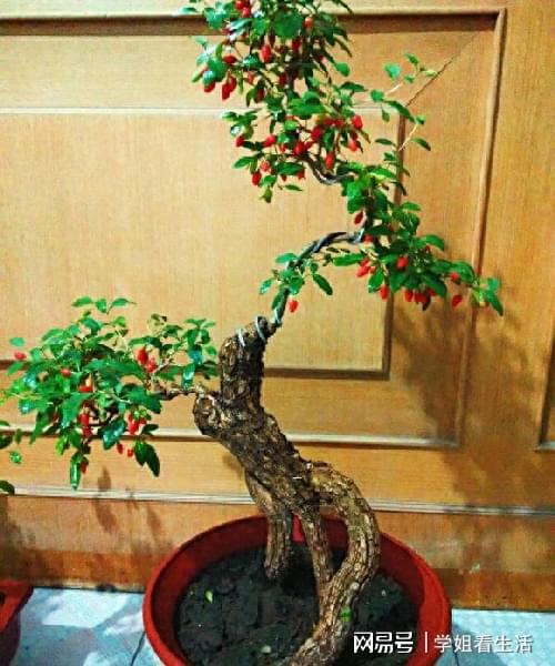 挖桃树砧制作盆景，如何巧妙构思