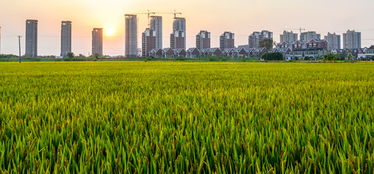 江苏太仓：生态循环农业实践，花卉产业绿色崛起