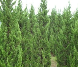 小龙柏小苗的价格与采购