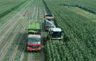 玉米青贮饲料如何长期保存？