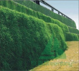 速生草种推荐与繁殖养护全攻略