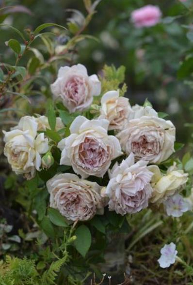 月季花开， 美丽绽放——高颜值抗性强月季品种大推荐