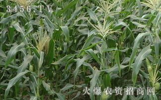 玉米地除草剂成分中，含有苯氧羧酸酯类的哪种产品效果较好？