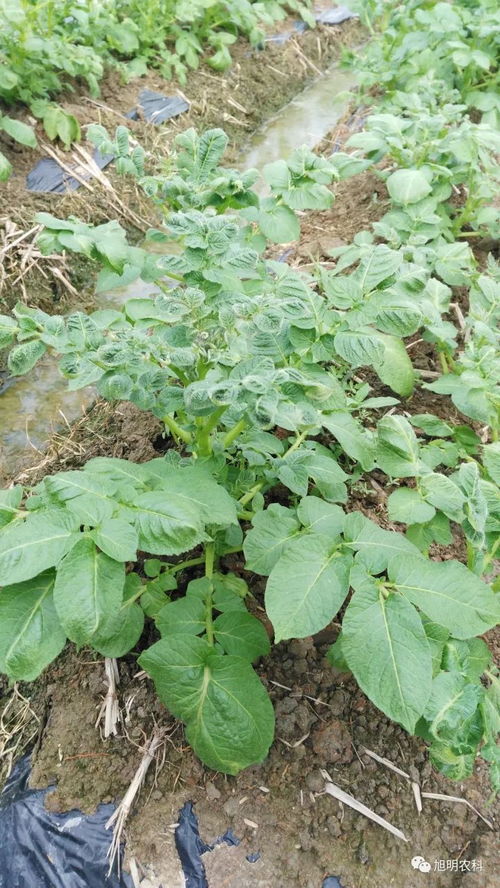 甲嘧磺隆：杂草的噩梦