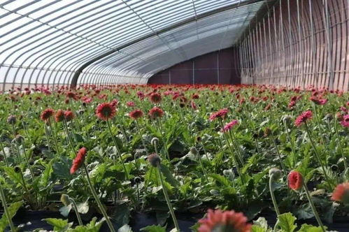 向日葵：高挑巨人，高达4.5米