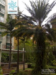选对品种，北方种棕榈树也有戏
