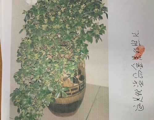 盆景摆放，如何布局才更美观