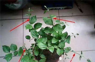 茉莉开花后如何巧妙修剪
