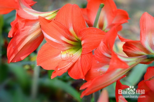 春天里的其他花朵