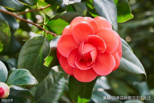 秋季茶花换盆选土全攻略：那些年我们犯过的土坑