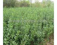 土壤选择不挑食