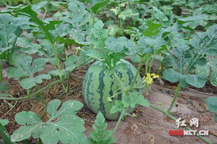 虎皮兰：耐旱花卉的代表