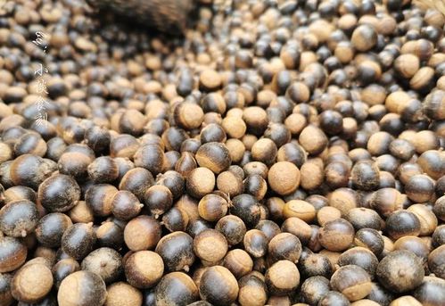 种子的小秘密：为什么我的半斤香榧种子出苗率低得像蚂蚁搬家