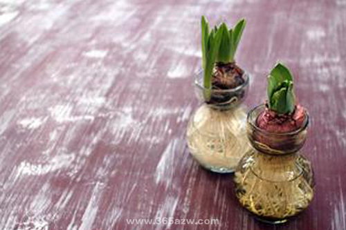 霉菌的生长条件