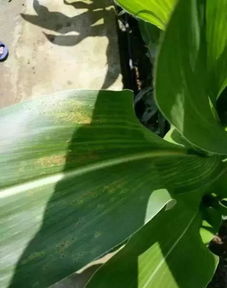 玉米锈病， 这样防治