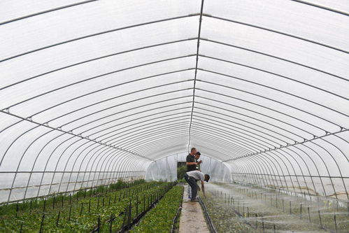 江苏夫妻在新疆学种月季， 探索致富新途径