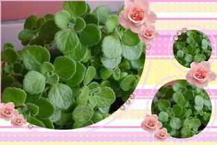 园艺工具大盘点