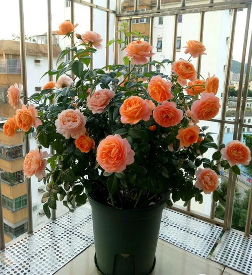 花开花落，何时为长？