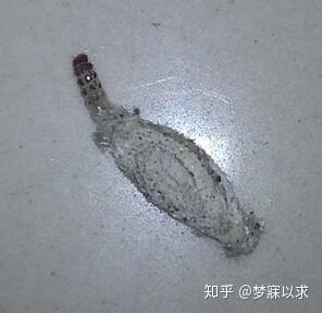 如何使用蛾虫卵杀虫剂彻底清除衣蛾幼虫，并确保衣物长期不受侵害？