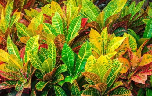 如何种植彩叶植物